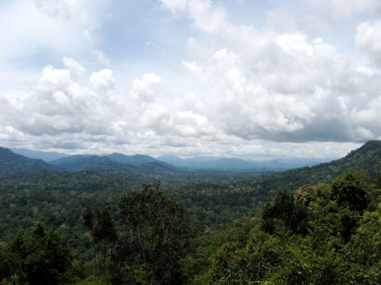 Deštný prales v Taman Negara 