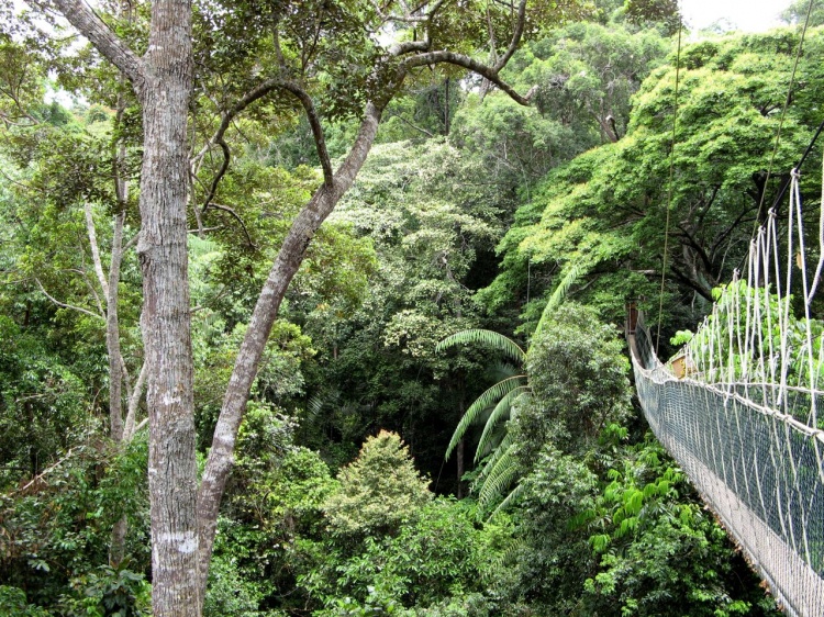 Visuté lávky - jedna z turistických atrakcí v Taman Negara 