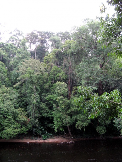 Jedna z řek v Taman Negara 